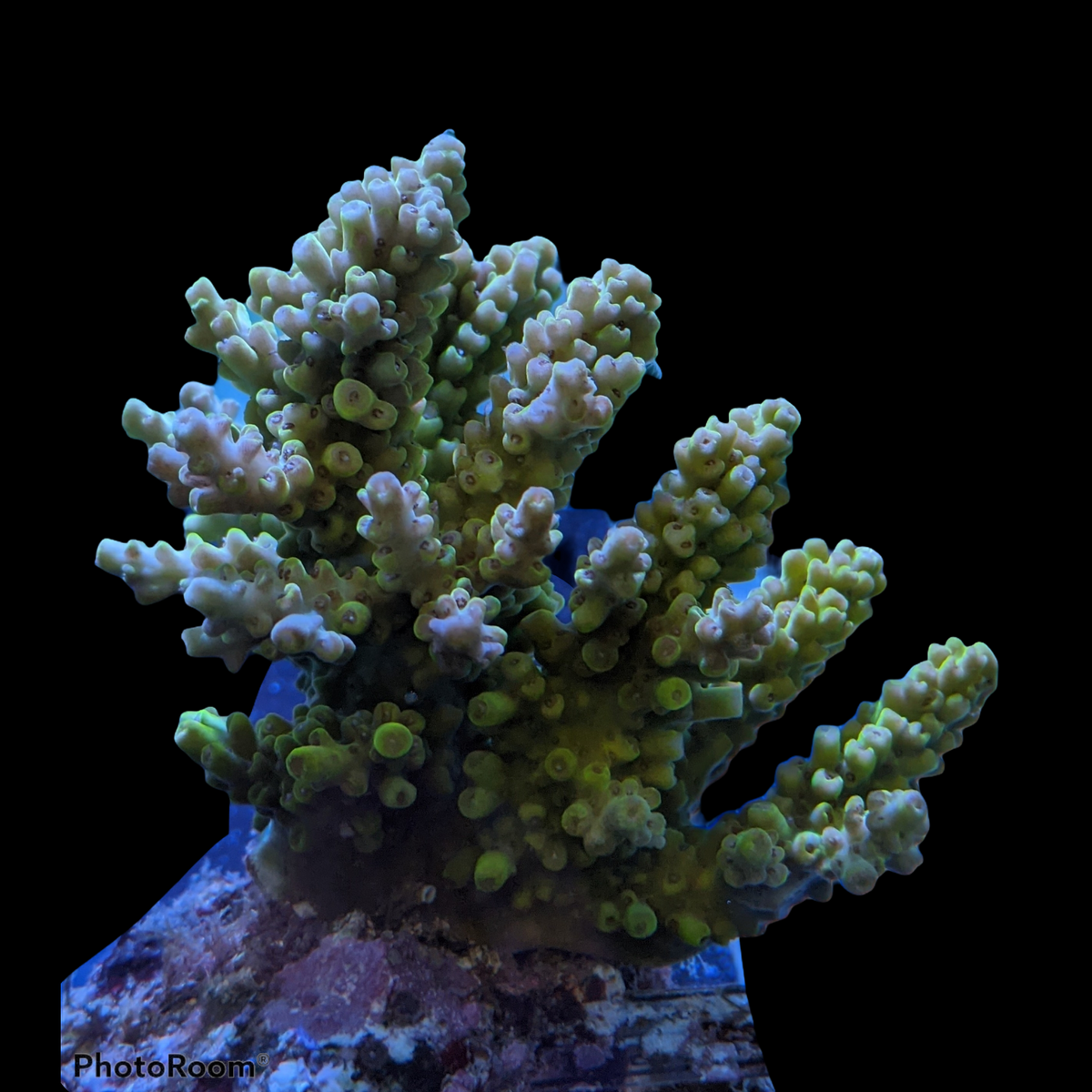 Indonesia Aquacultured Acropora (Collection Only)