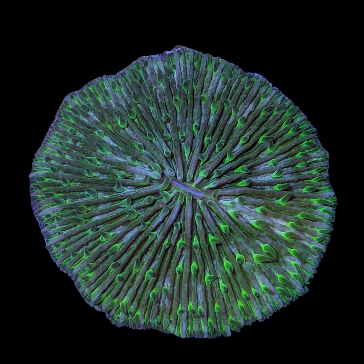 Green Fungia Plate (Collection only)