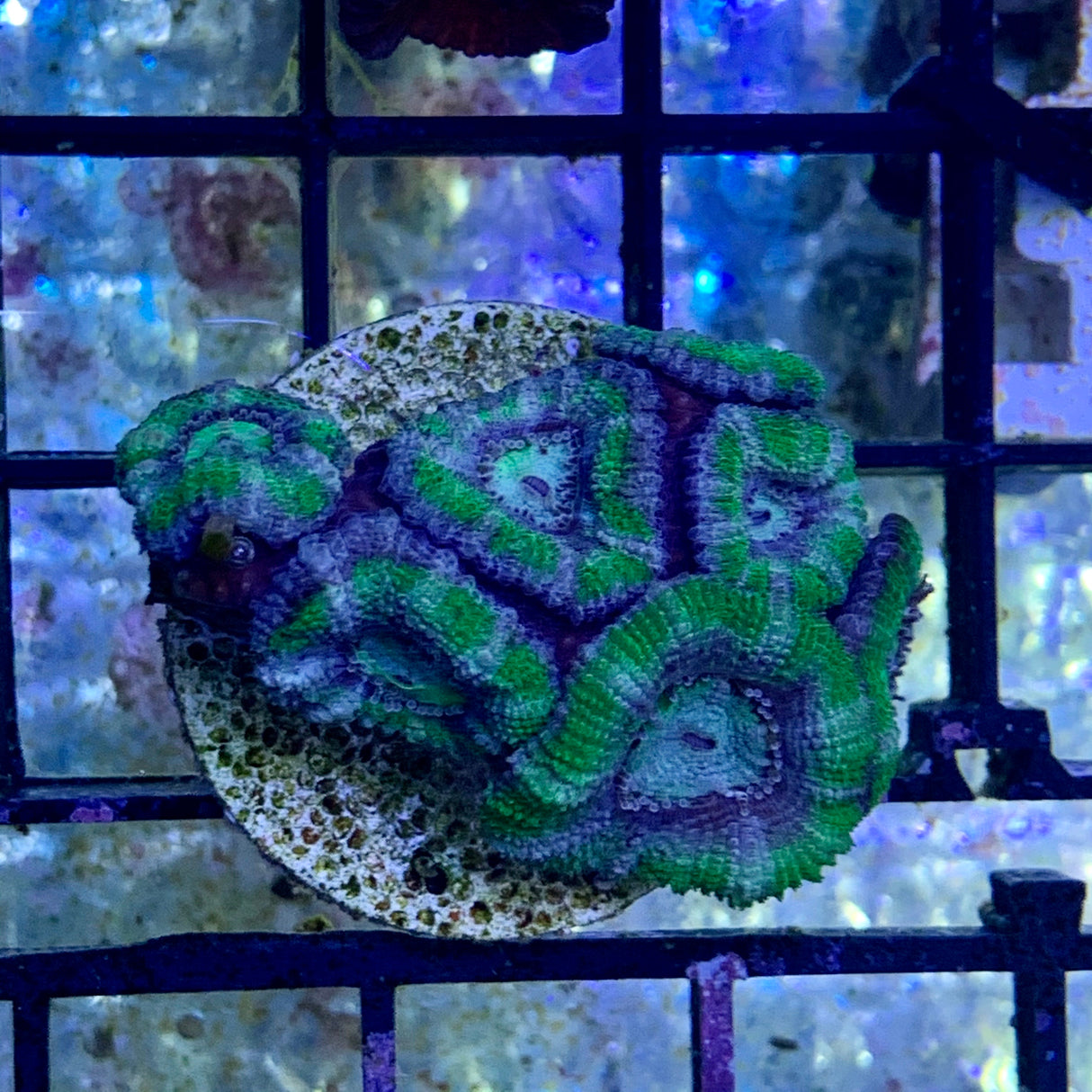 7 Head Acan Frag