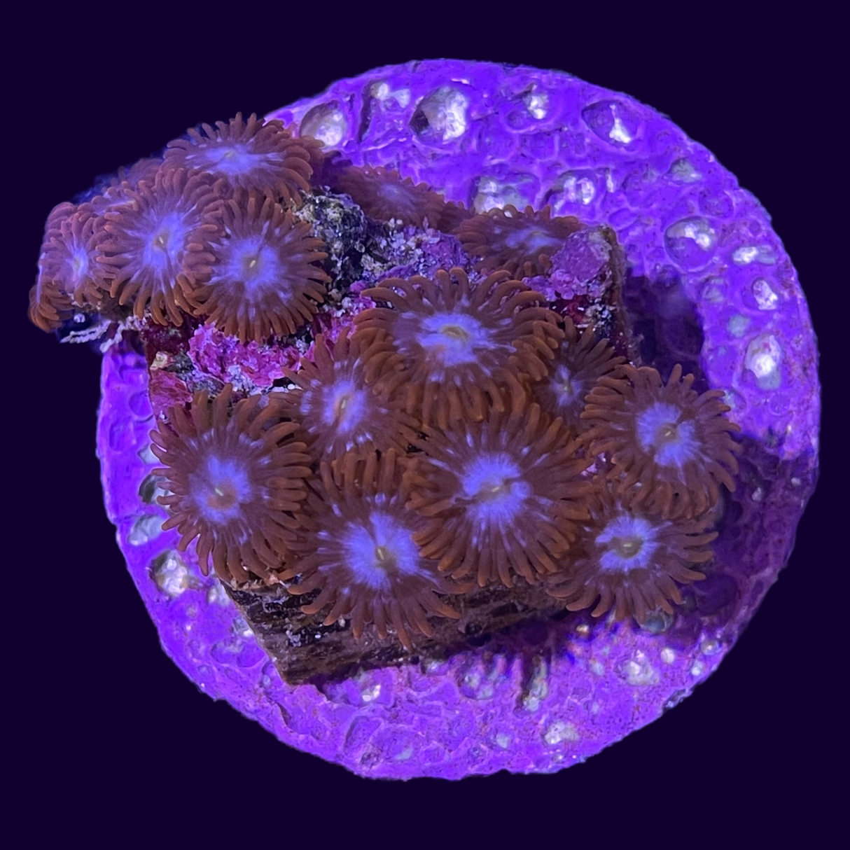 Large Zoa Frag