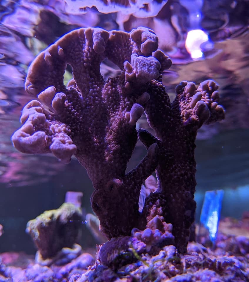 Bali Montipora