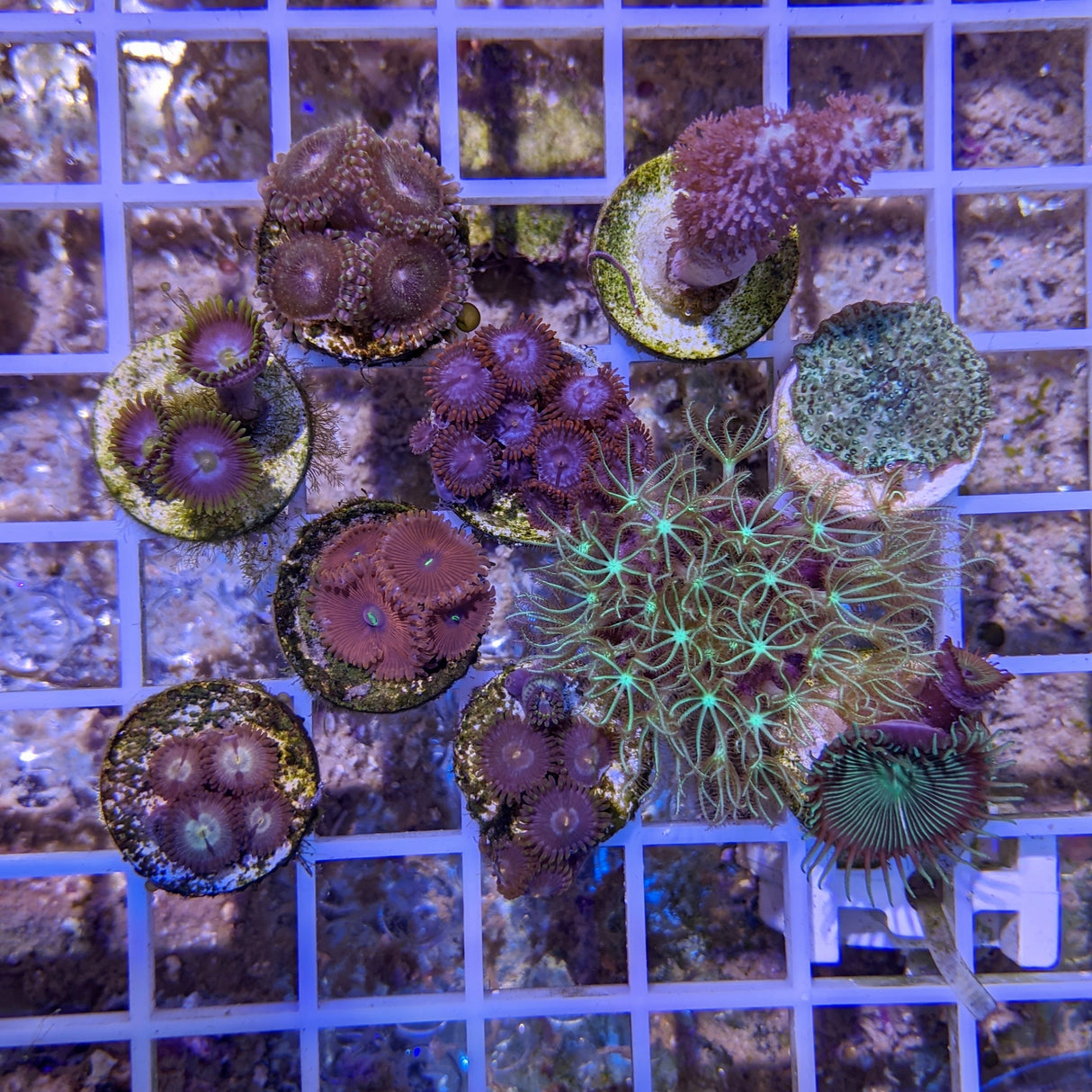 Soft Coral Starter Pack