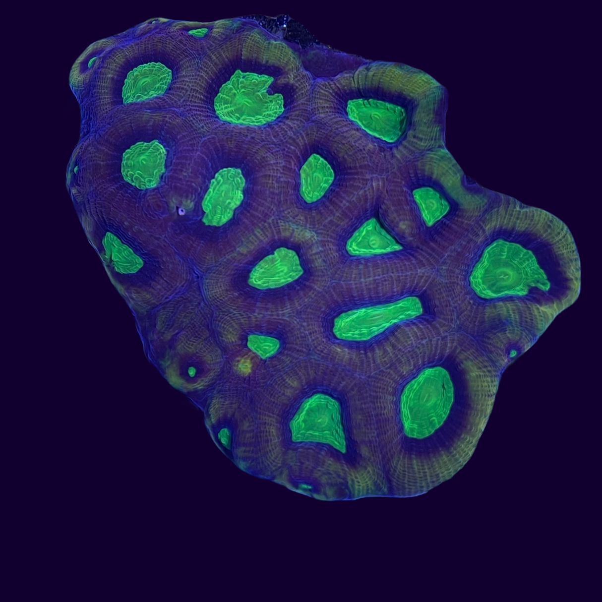 Dragon Soul Goniastrea (Collection Only)