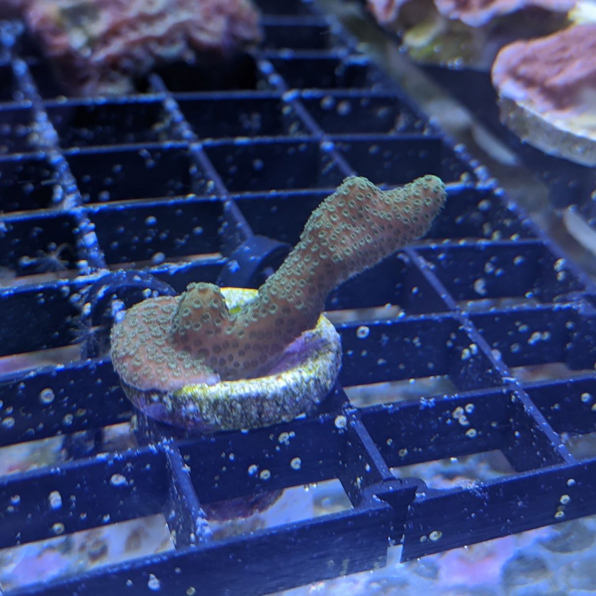 Green Montipora digitata