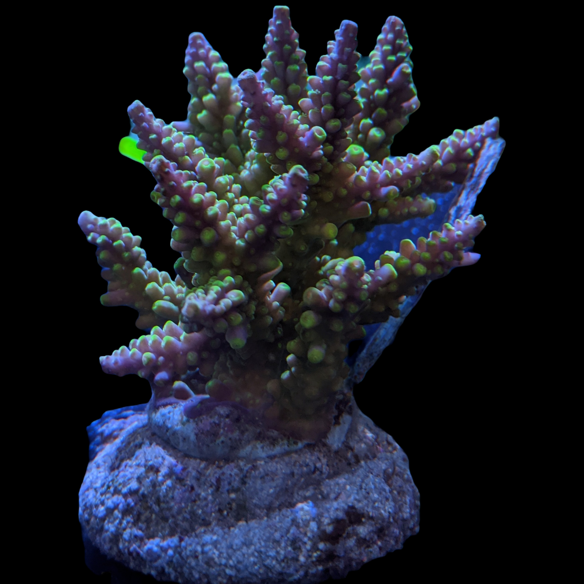 Indonesia Aquacultured Acropora (Collection Only)