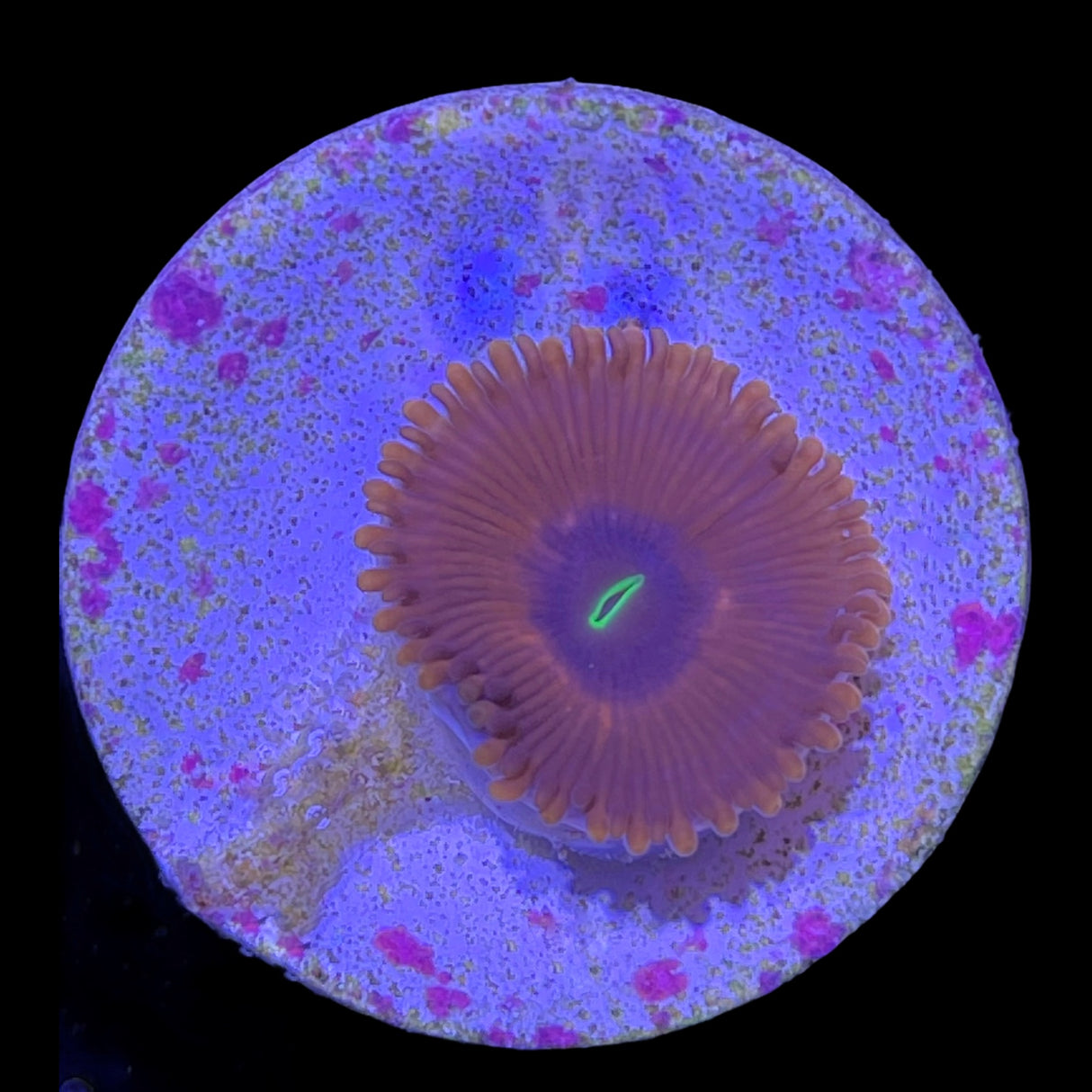 Red People Eater Zoa Frag