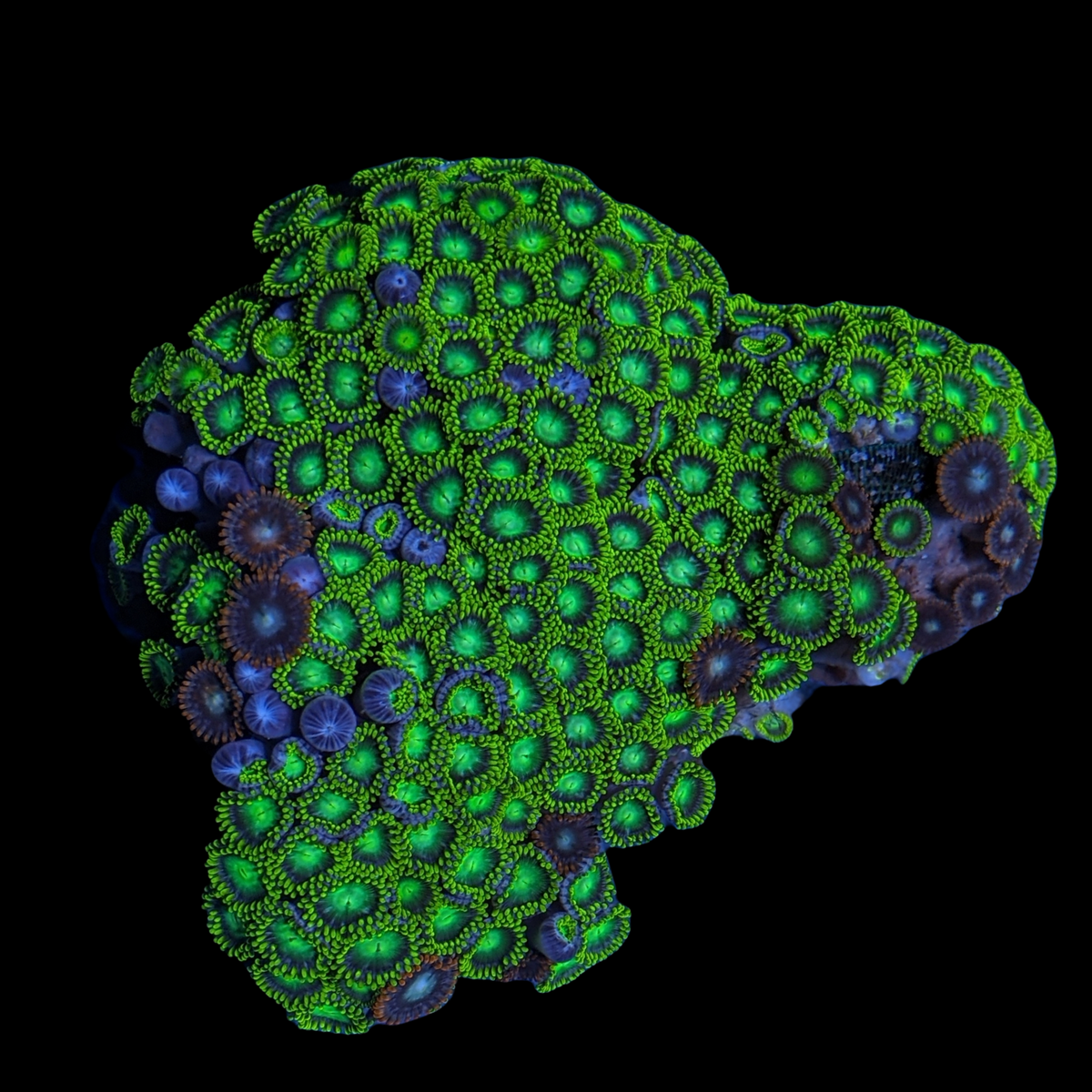 Mini Zoa Colony