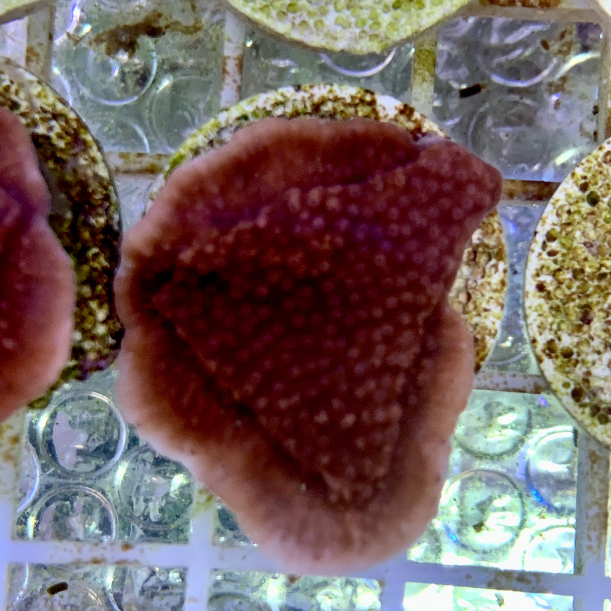 Deep Red plating Montipora