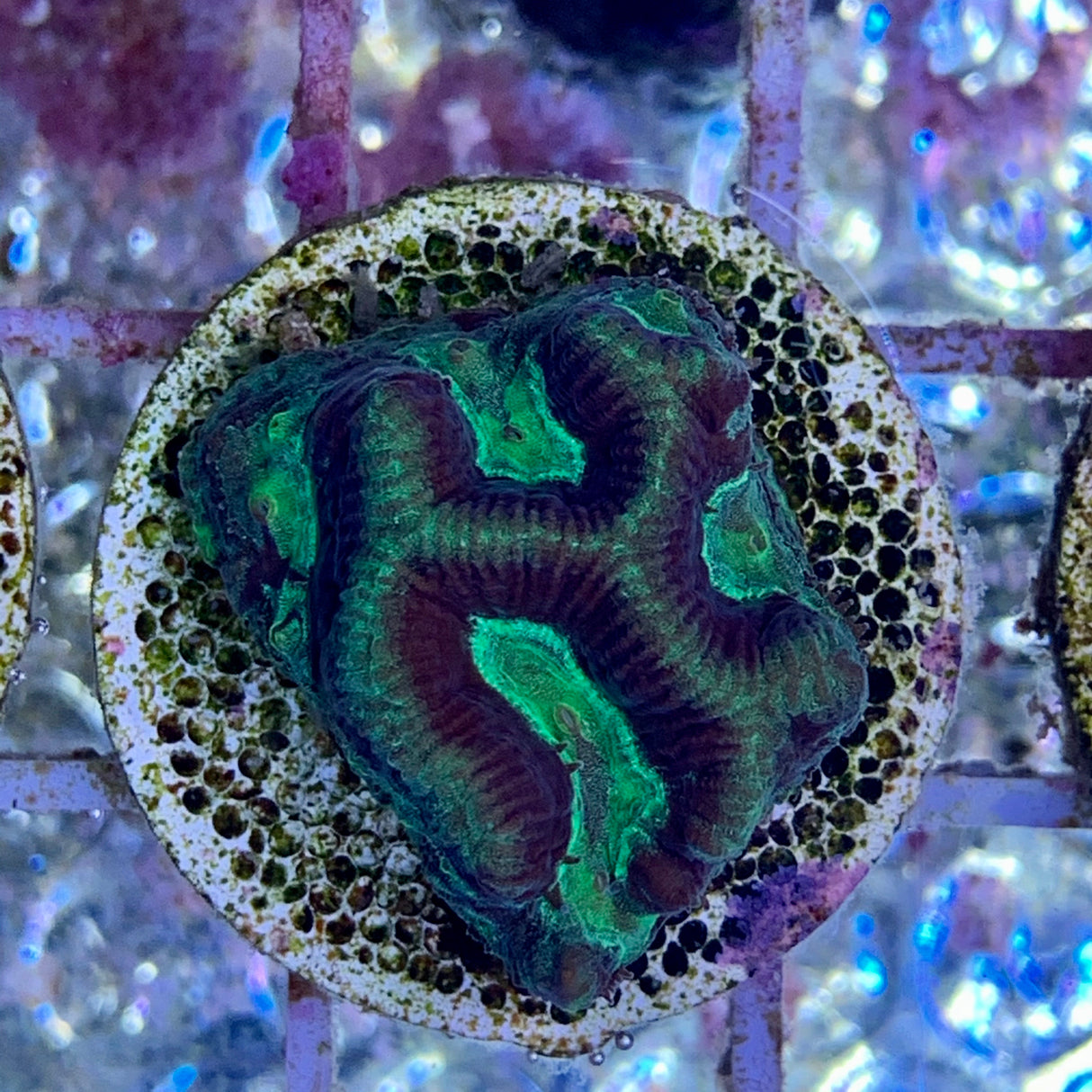 Toxic Green Platygyra Coral