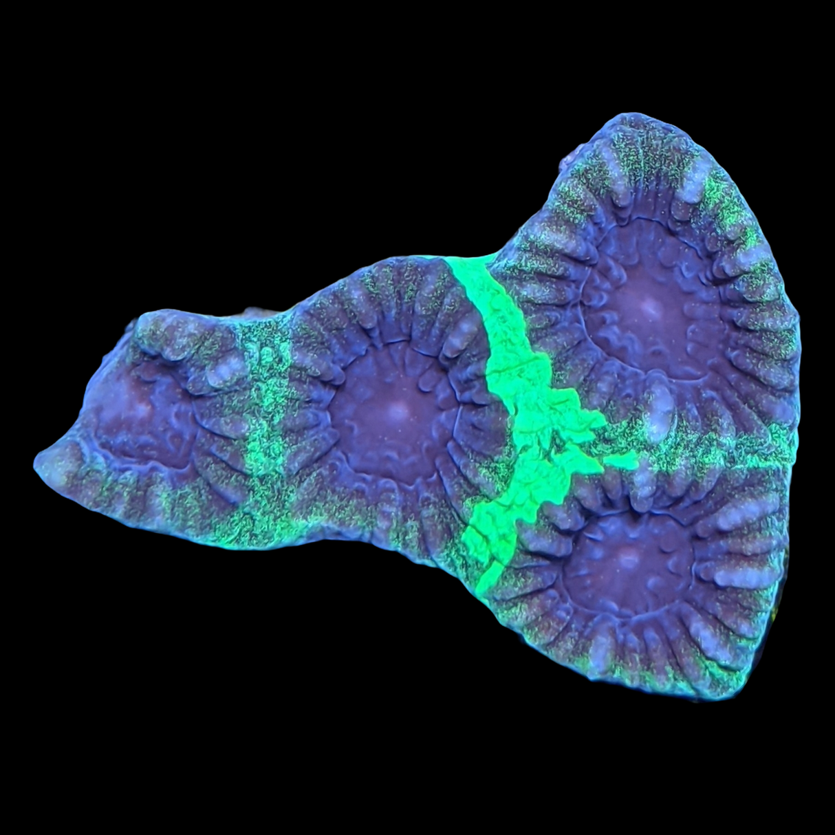 Alien Moon Favia