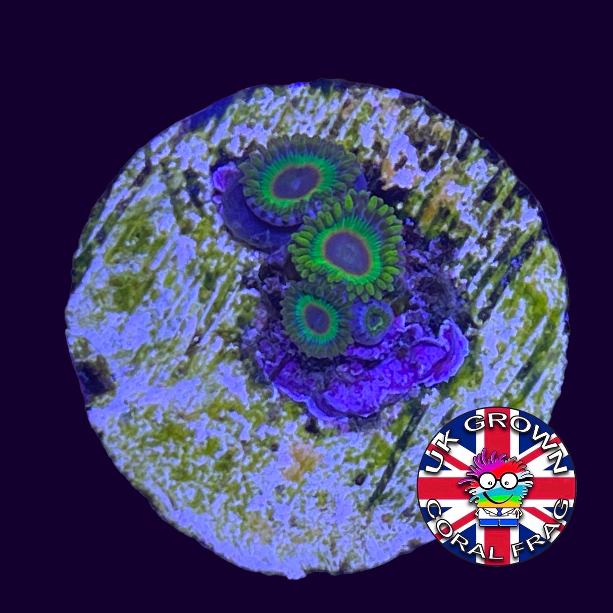 Sunny D 3 Polyp Zoa frag