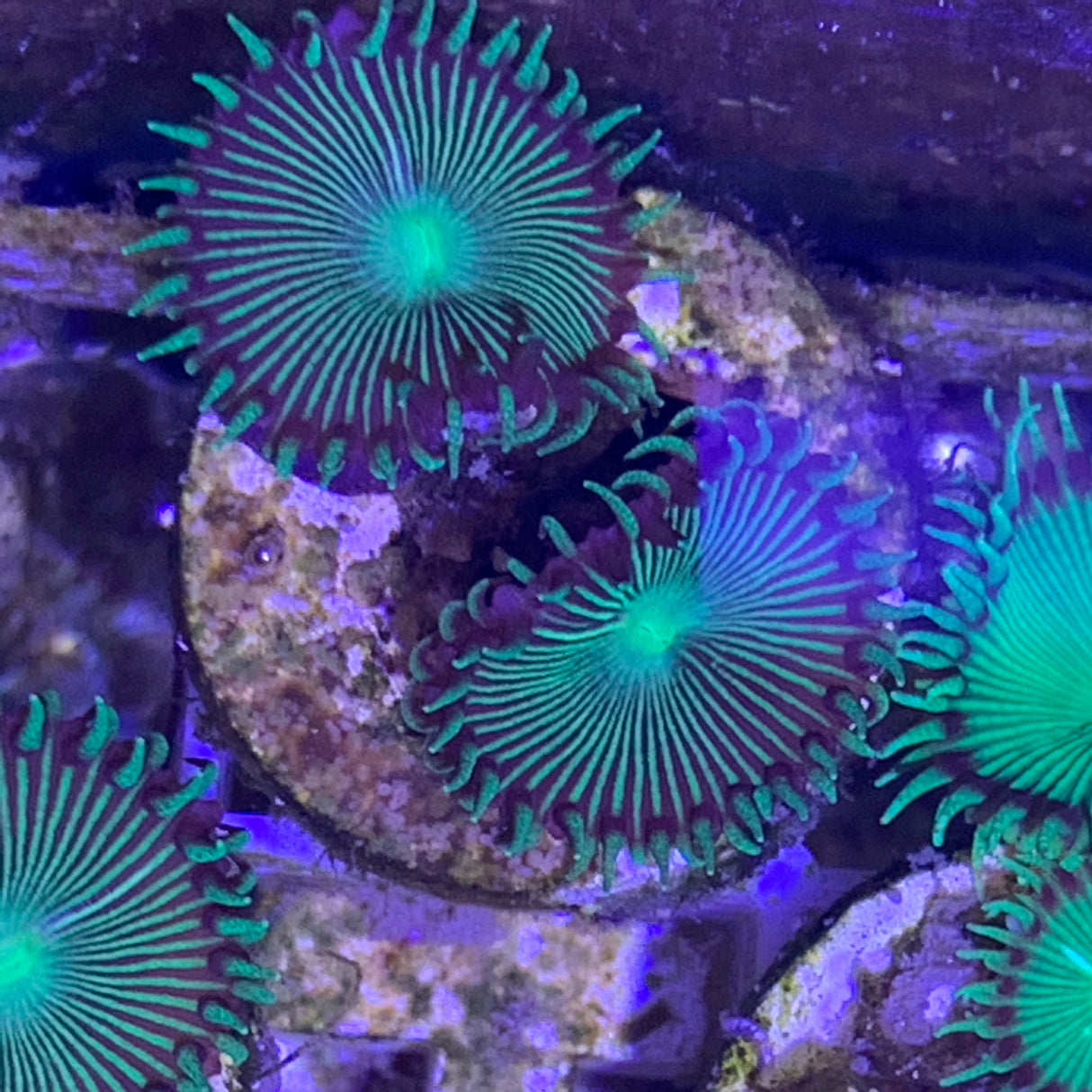 2 polyp Zoa frag