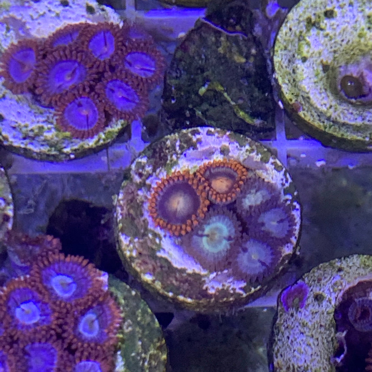 6 polyp Zoa frag