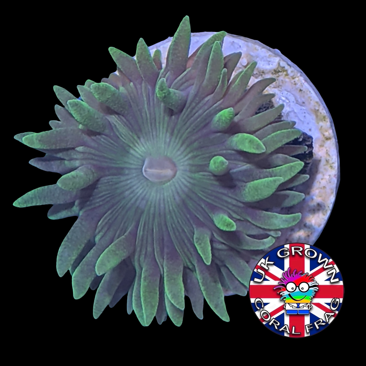 1 Head Duncan (UK Grown)