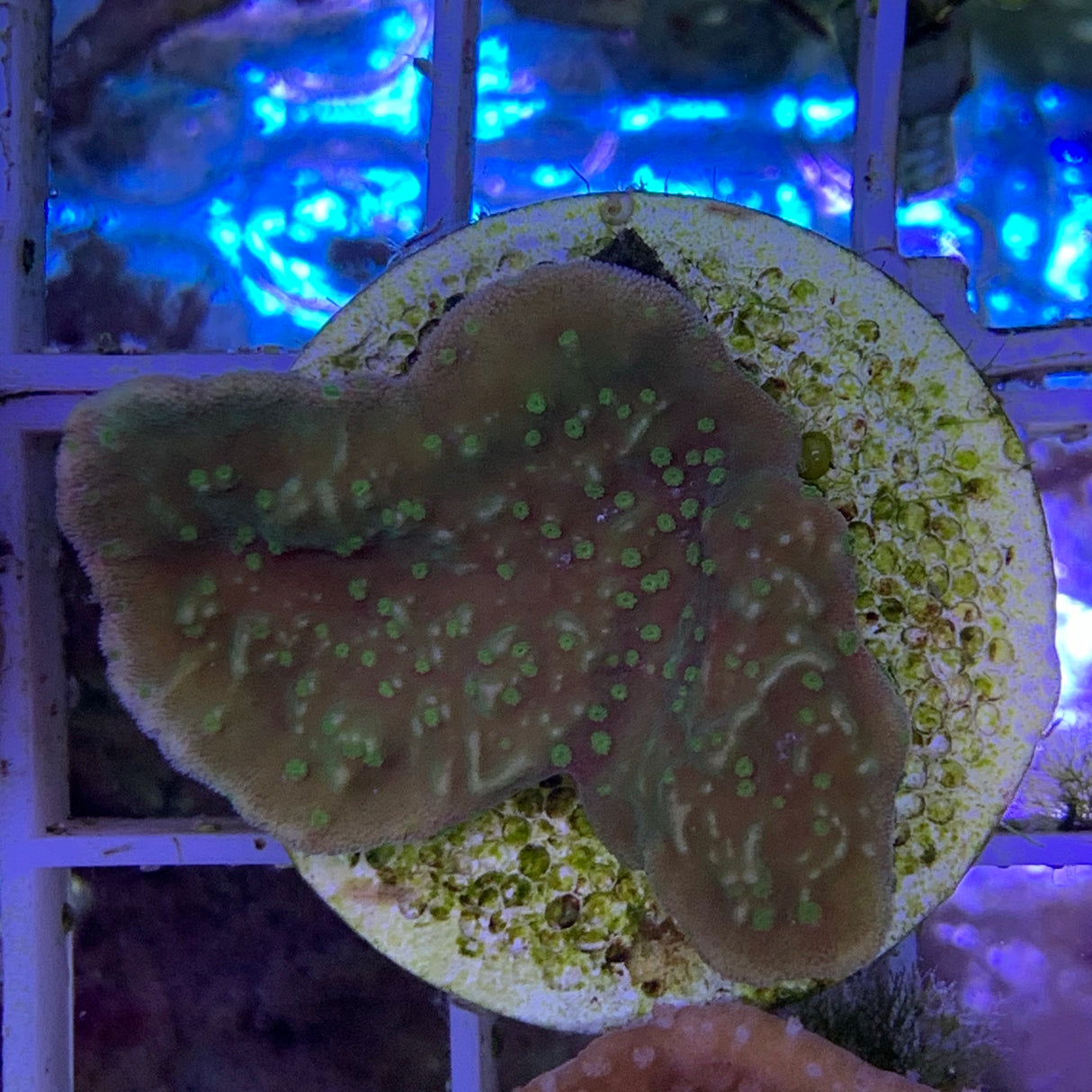 Green Plating Montipora