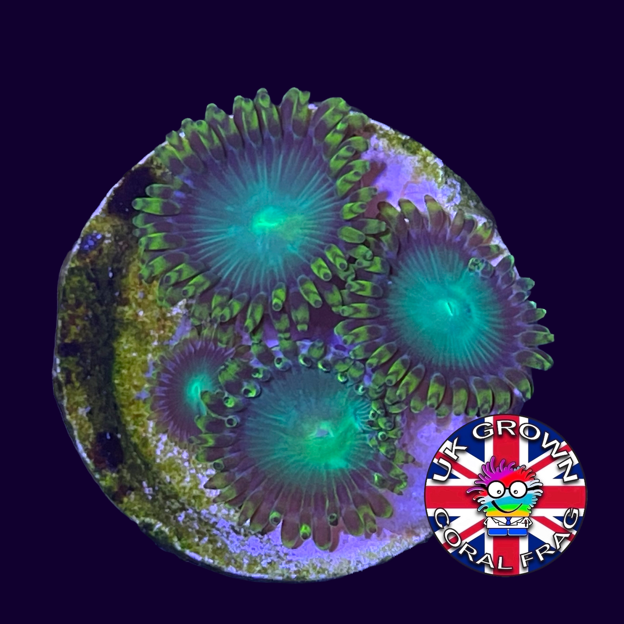 Radioactive Dragons Eye Zoa Frag (UK Grown)