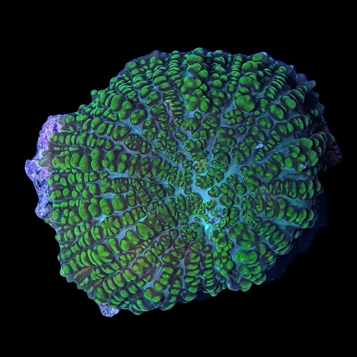 Rhodactis Indosinensis-Green Mushroom