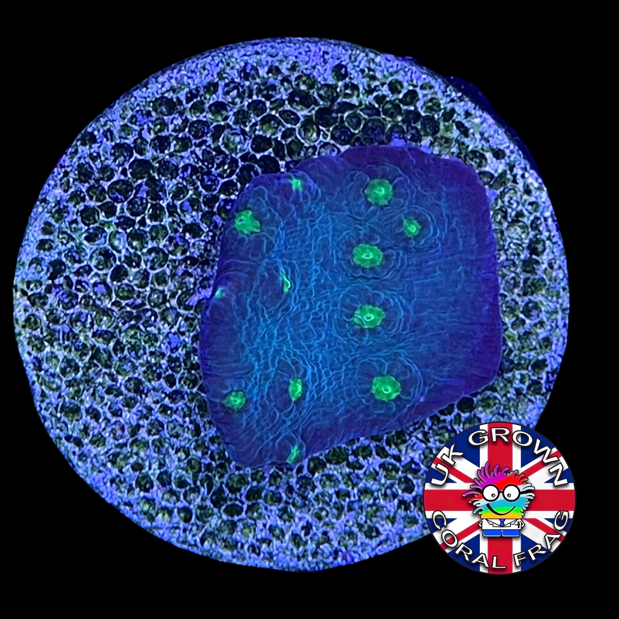 LA Lakers Turbinaria (Large Plug) UK Grown