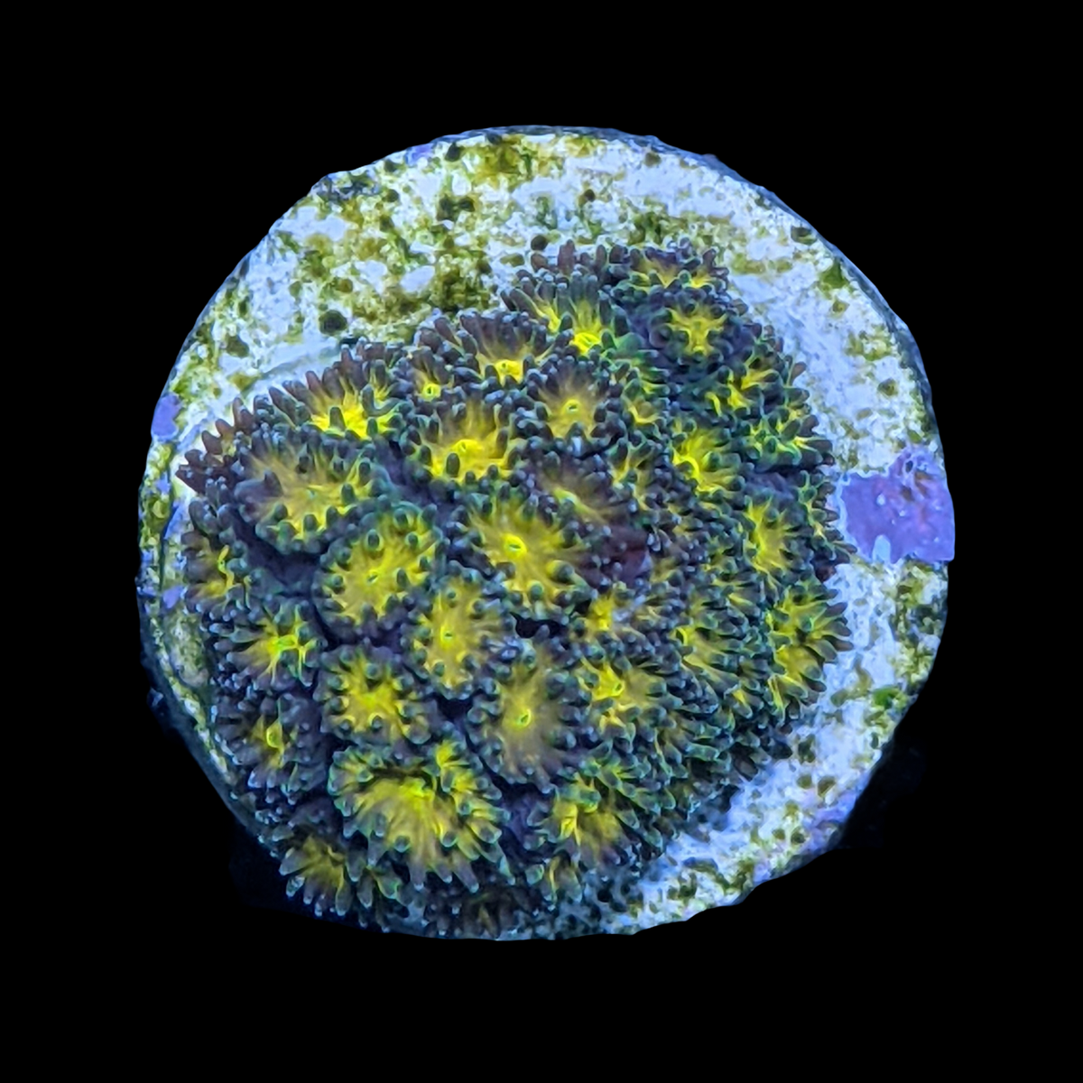 John Deere Leptastrea Frag