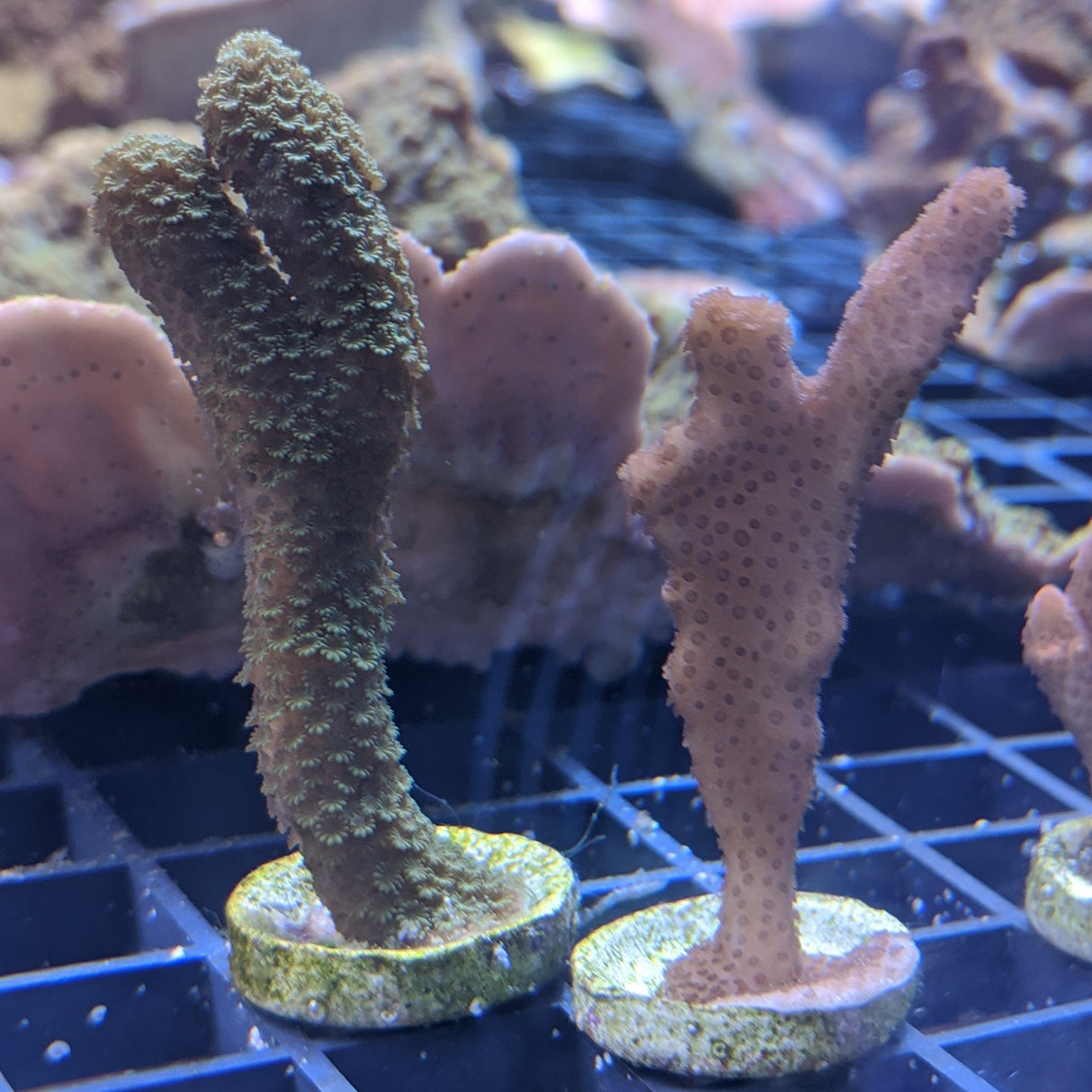 Tan & Green Montipora Twin Pack