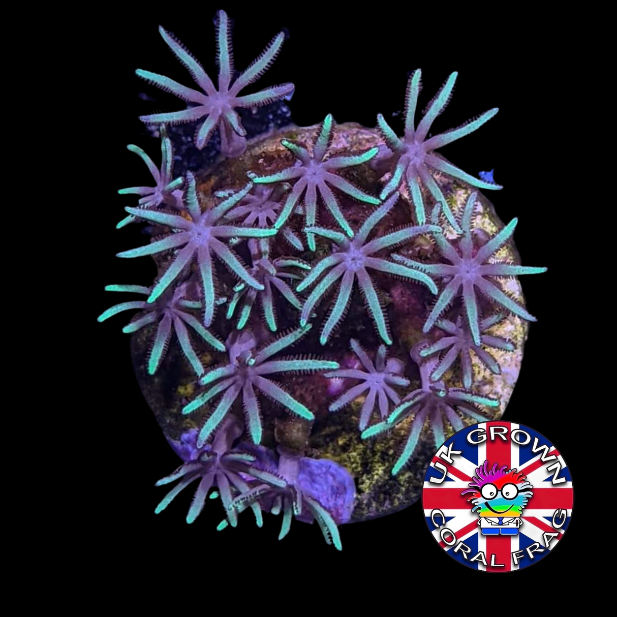 Green Star Polyps (Standard Plug) (UK Grown)