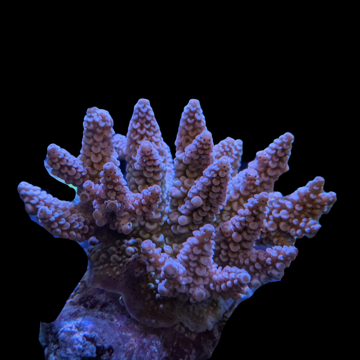 Indonesia Aquacultured Acropora (Collection Only)