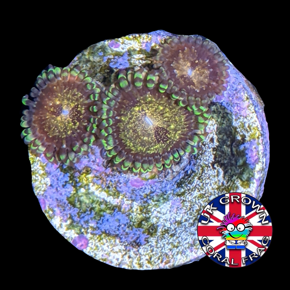 Reverse Space Monster Zoa Frag (UK Grown)