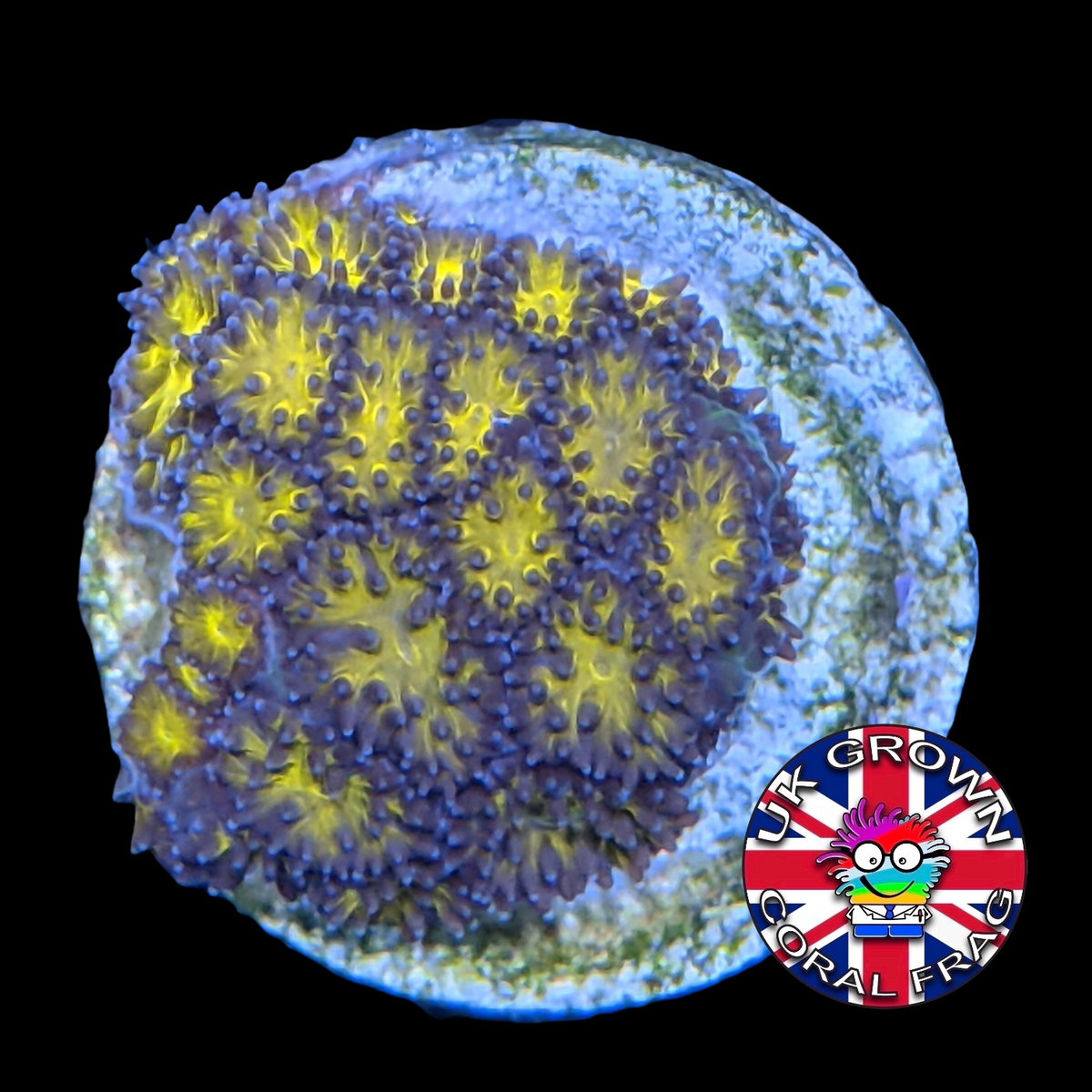Orange Leptastrea Frag (UK Grown)