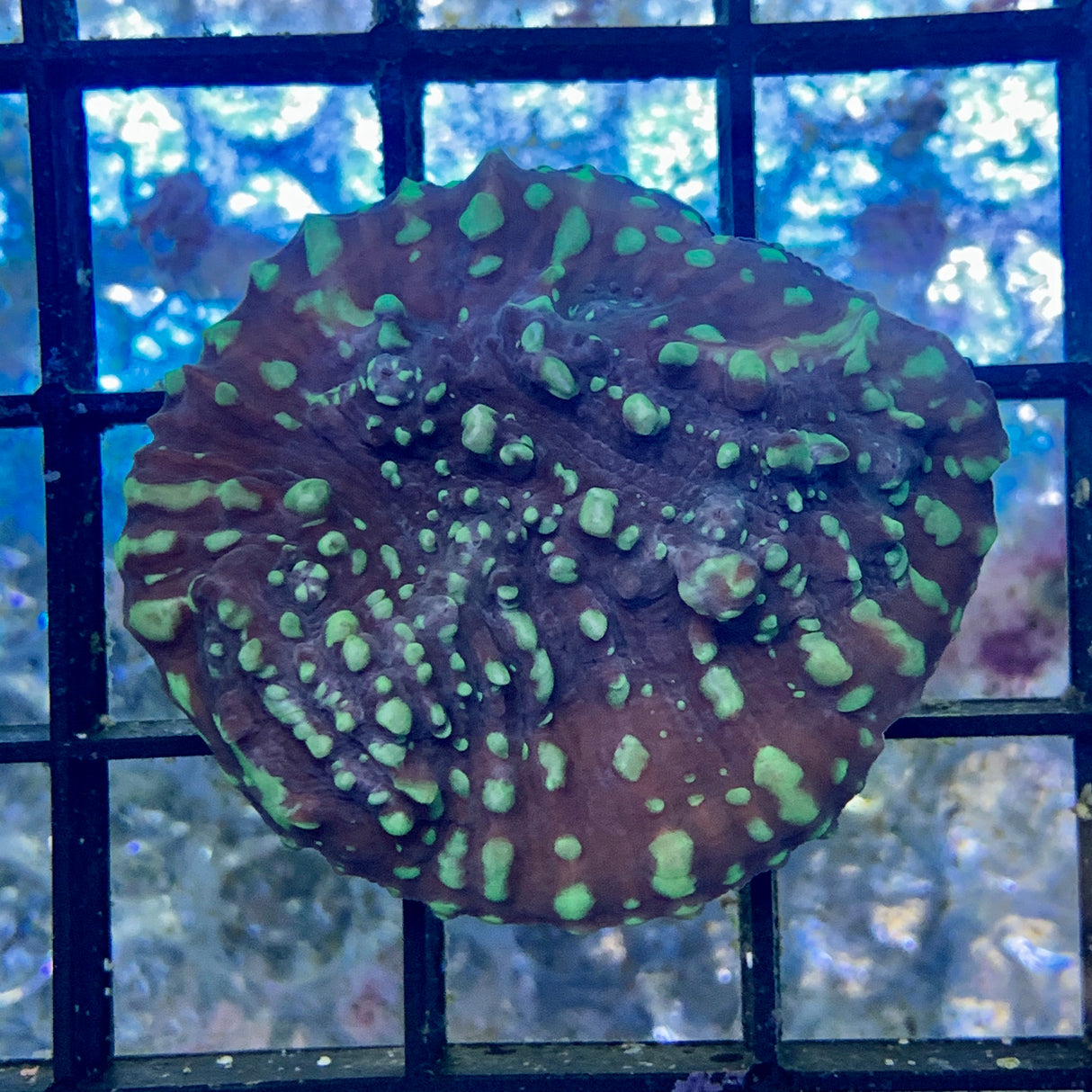 Toxic Green Chalice (Large Plug)