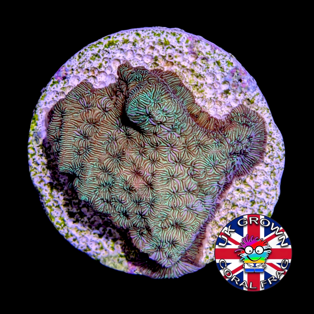 Metallic Green Pavona (UK Grown)