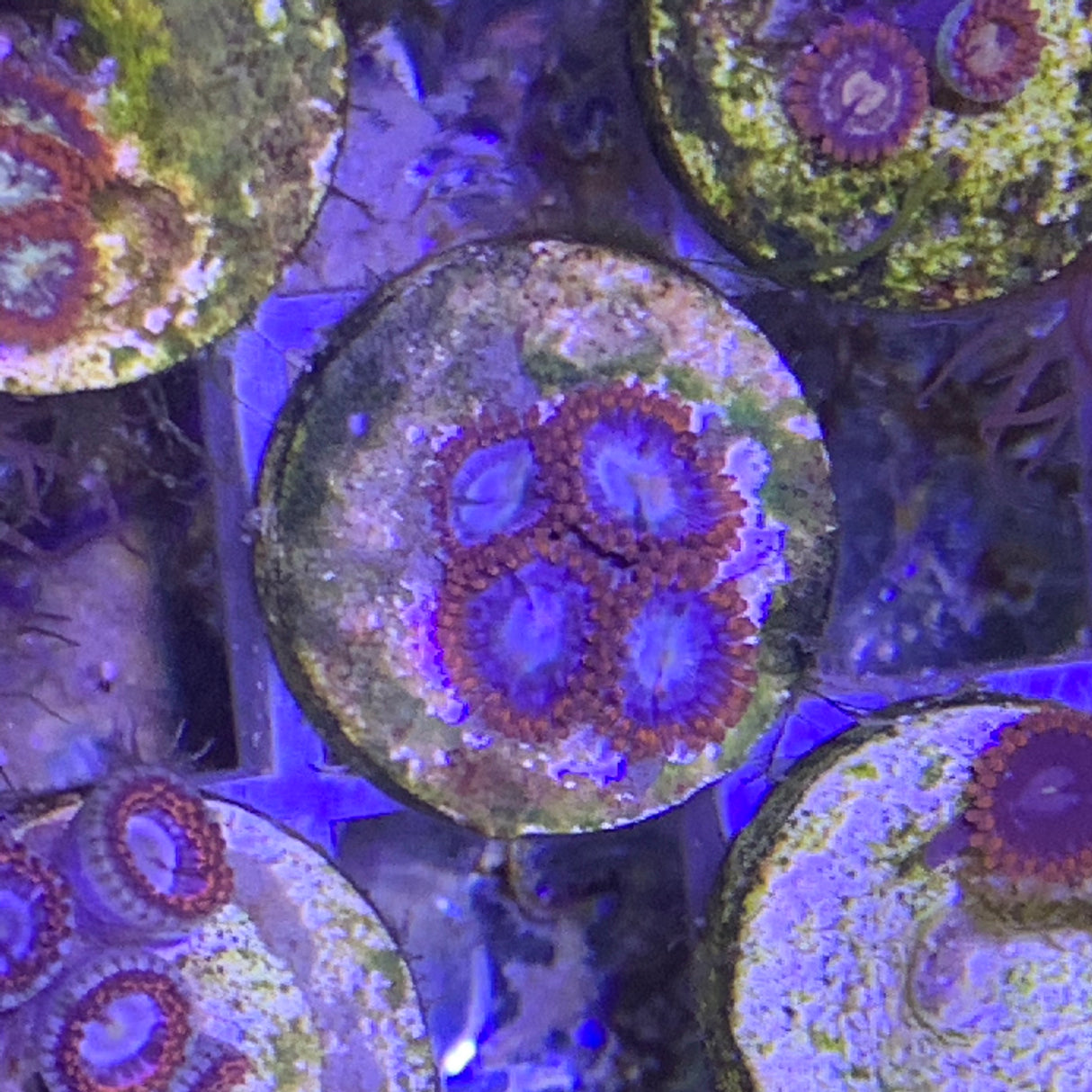 4 polyp Zoa frag