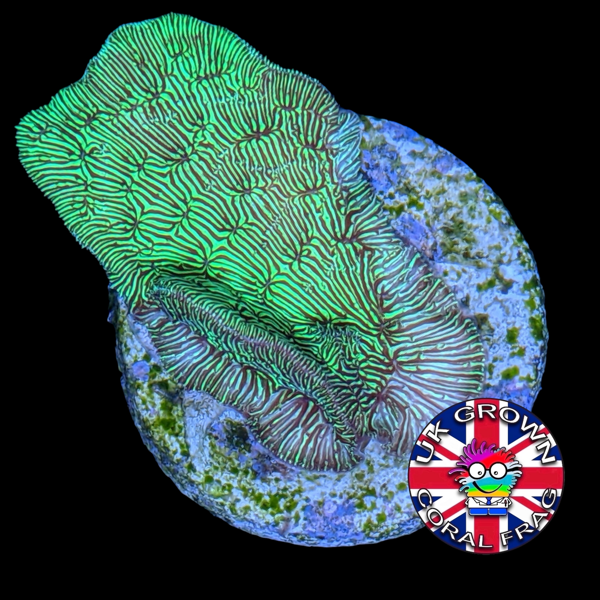 Metallic Green Pavona (UK Grown)