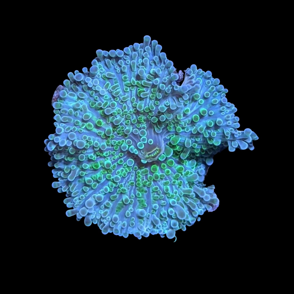 Aqua Green Rhodactis Mushroom