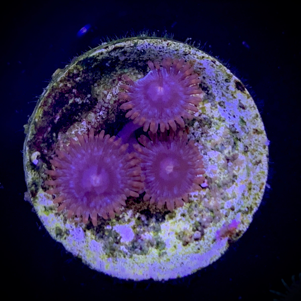 Zoa Frag