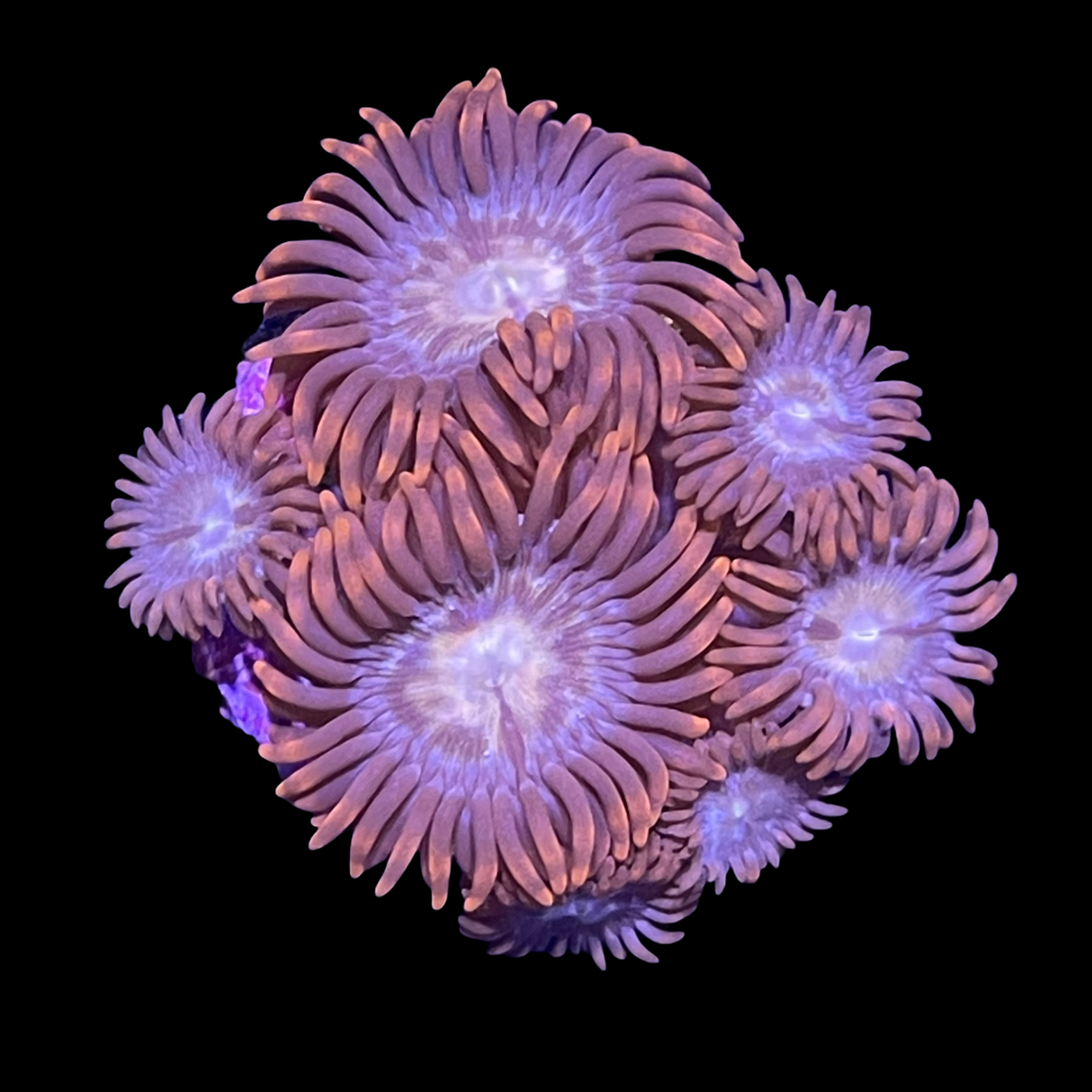 Chocolate Orange Zoa Frag