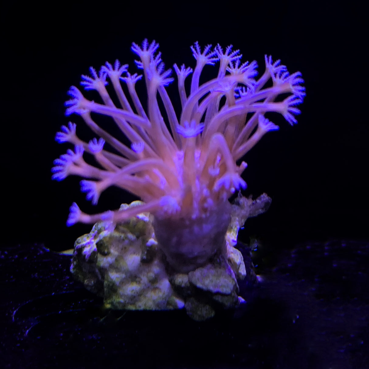 Mini Toadstool coral