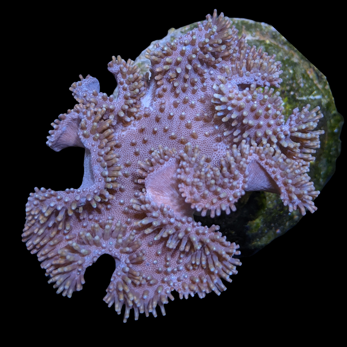 Large Toadstool Leather Colony