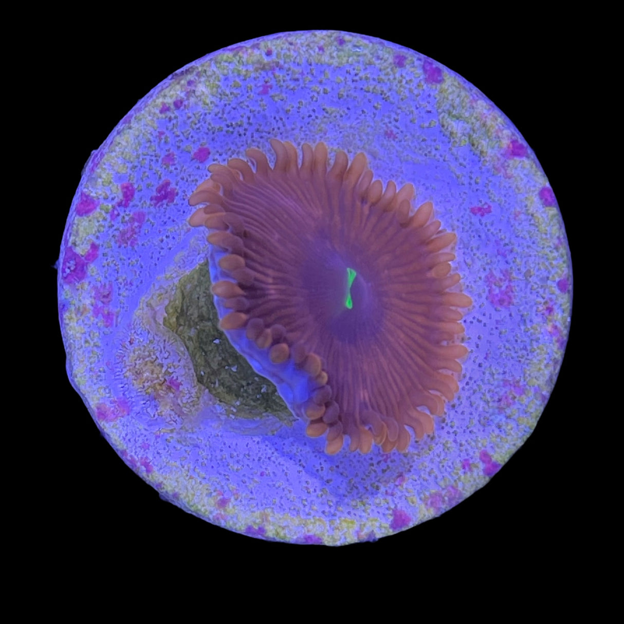 Red People Eater Zoa Frag