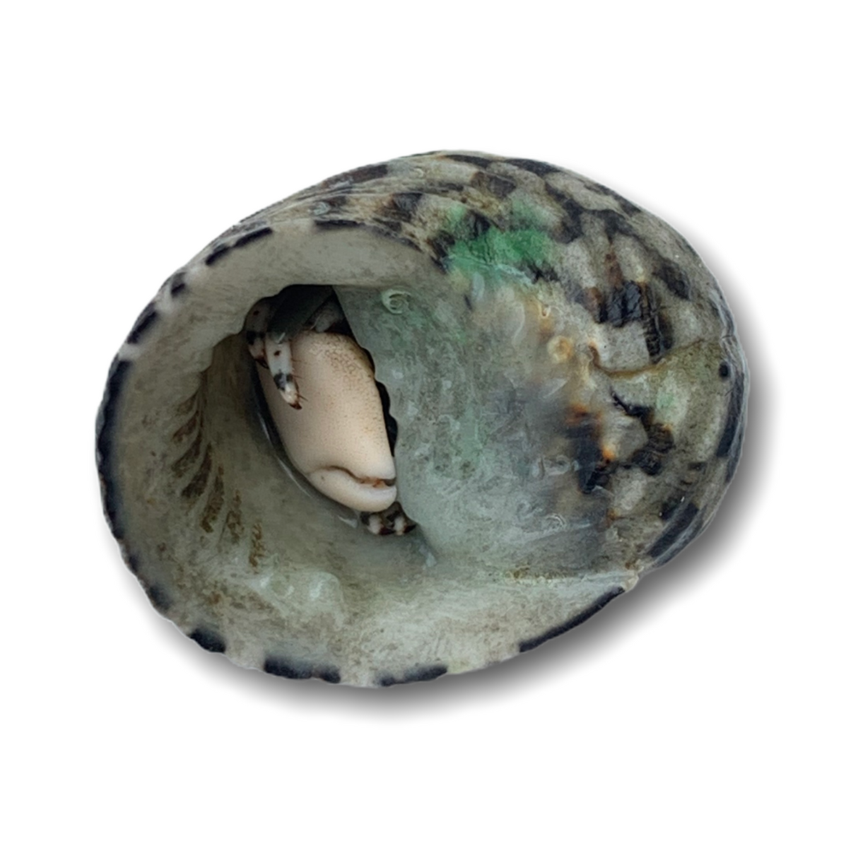 Blue Eye Hermit Crab (Collection Only)