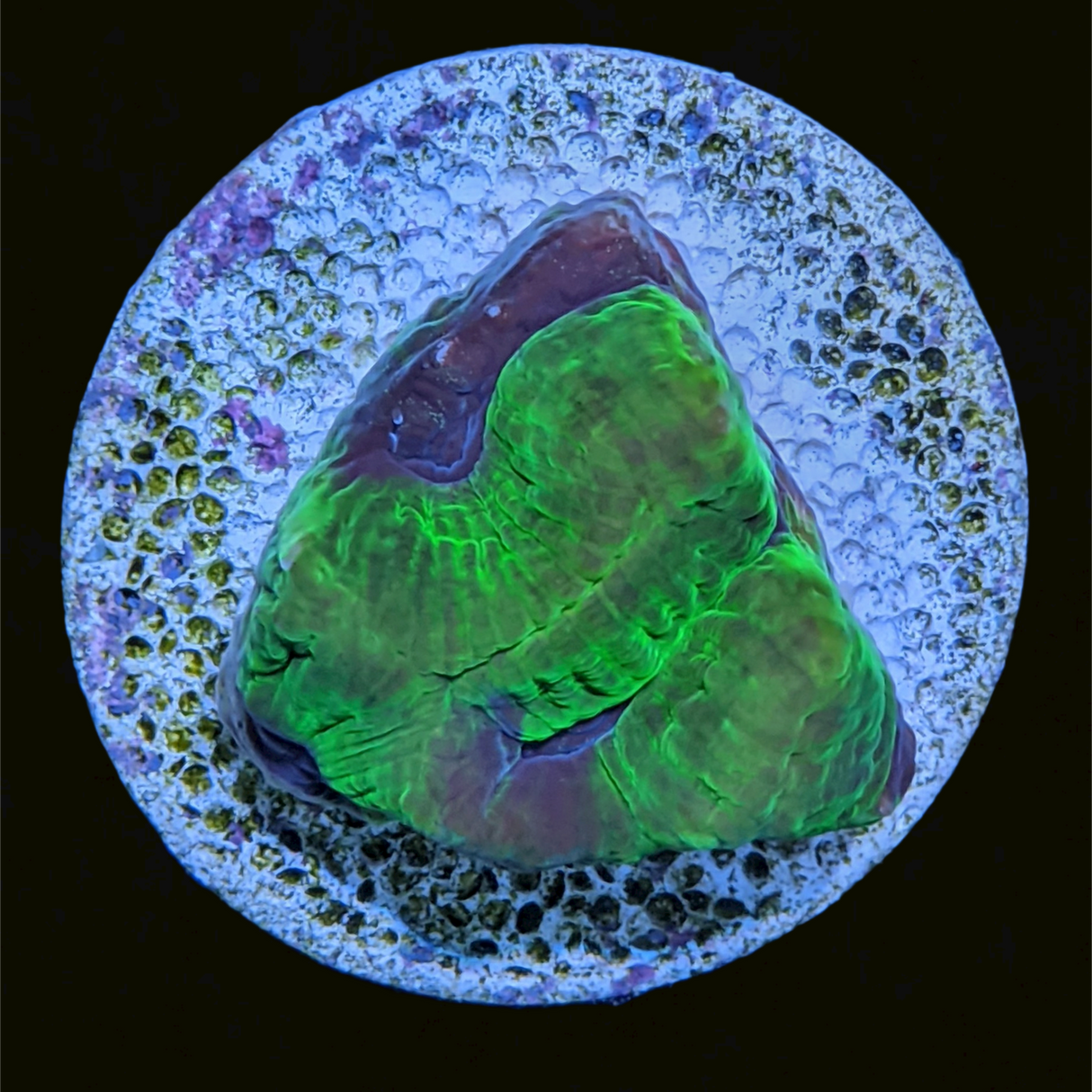 Purple Passion Platygyra