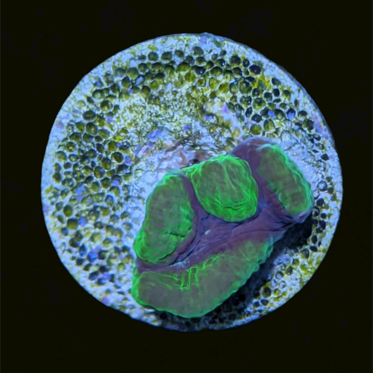 Purple Passion Platygyra