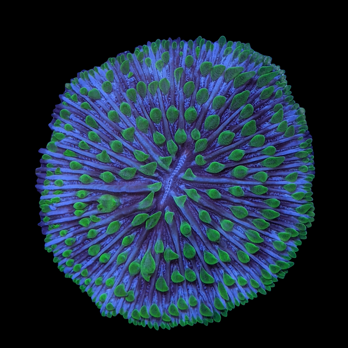 Green Fungia Plate (Collection only)