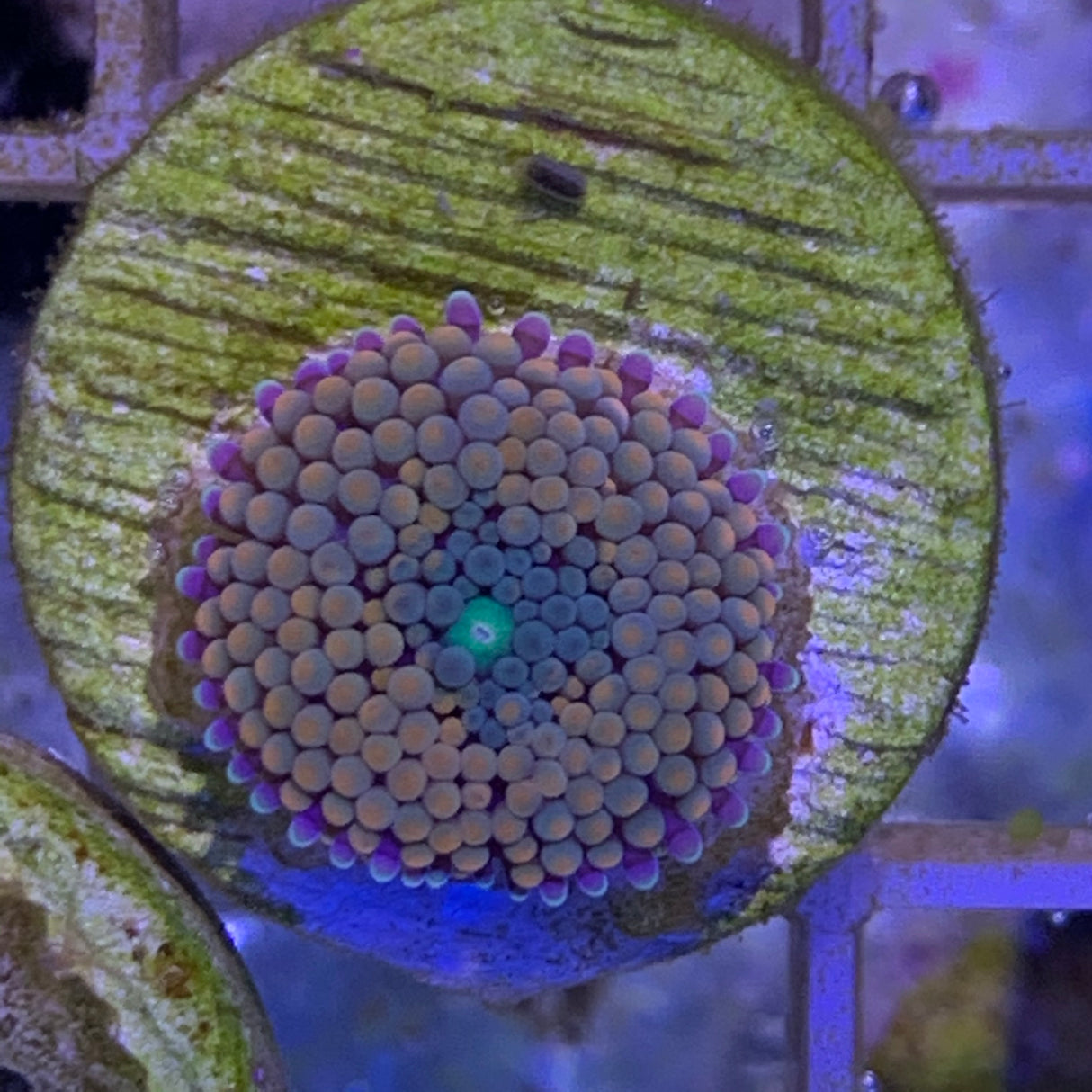 Orange Ricordea Florida