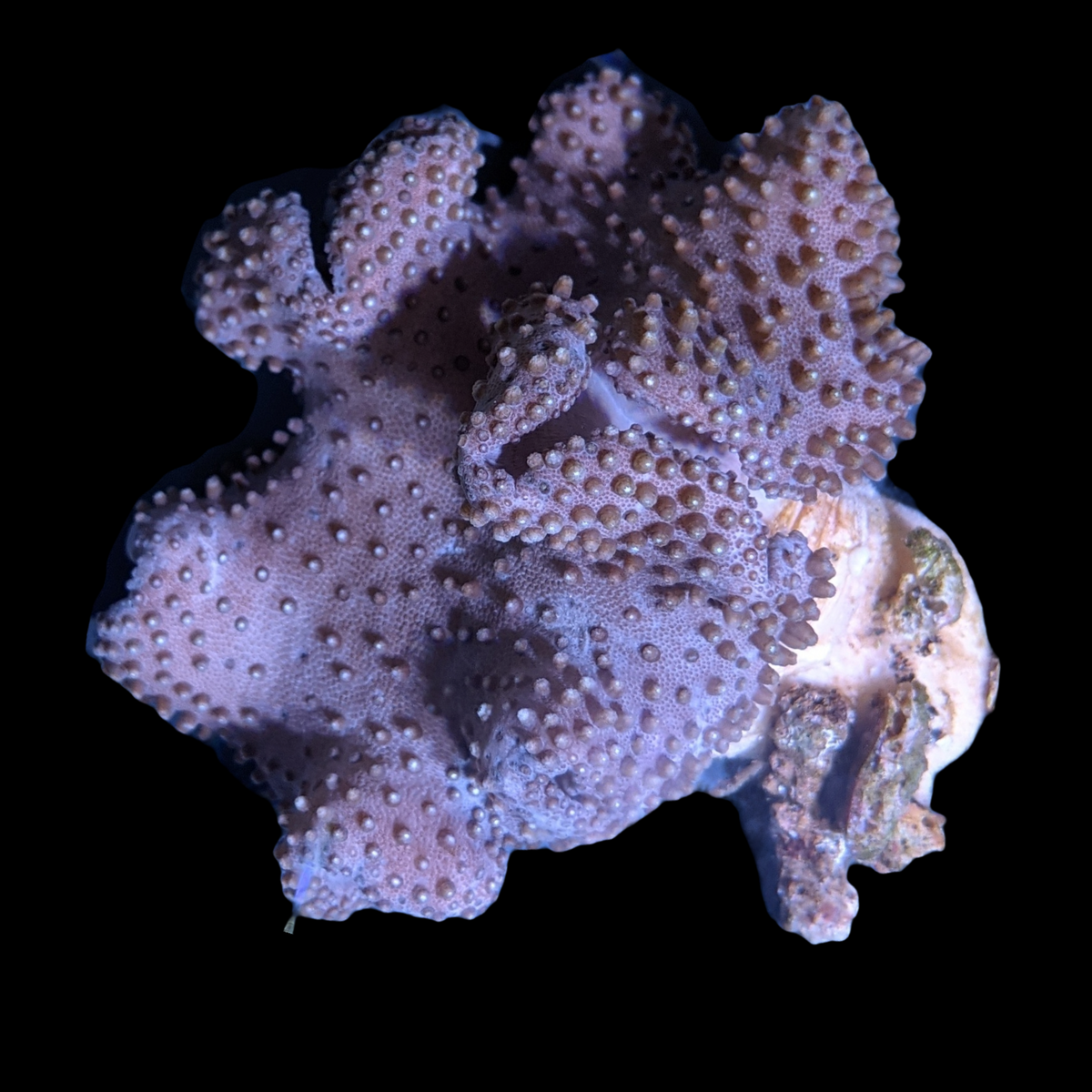 Large Toadstool Leather Colony