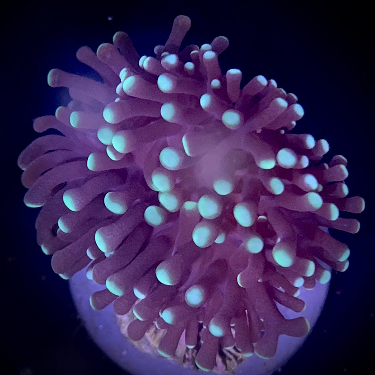 Torch Frag