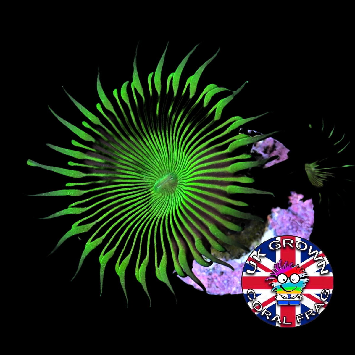 Green Paly Zoa Frag (UK Grown)