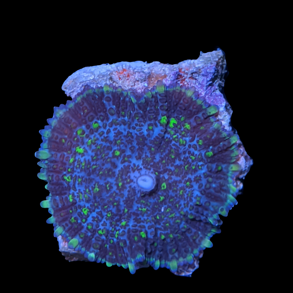 Rhodactis Green Flex Mushroom