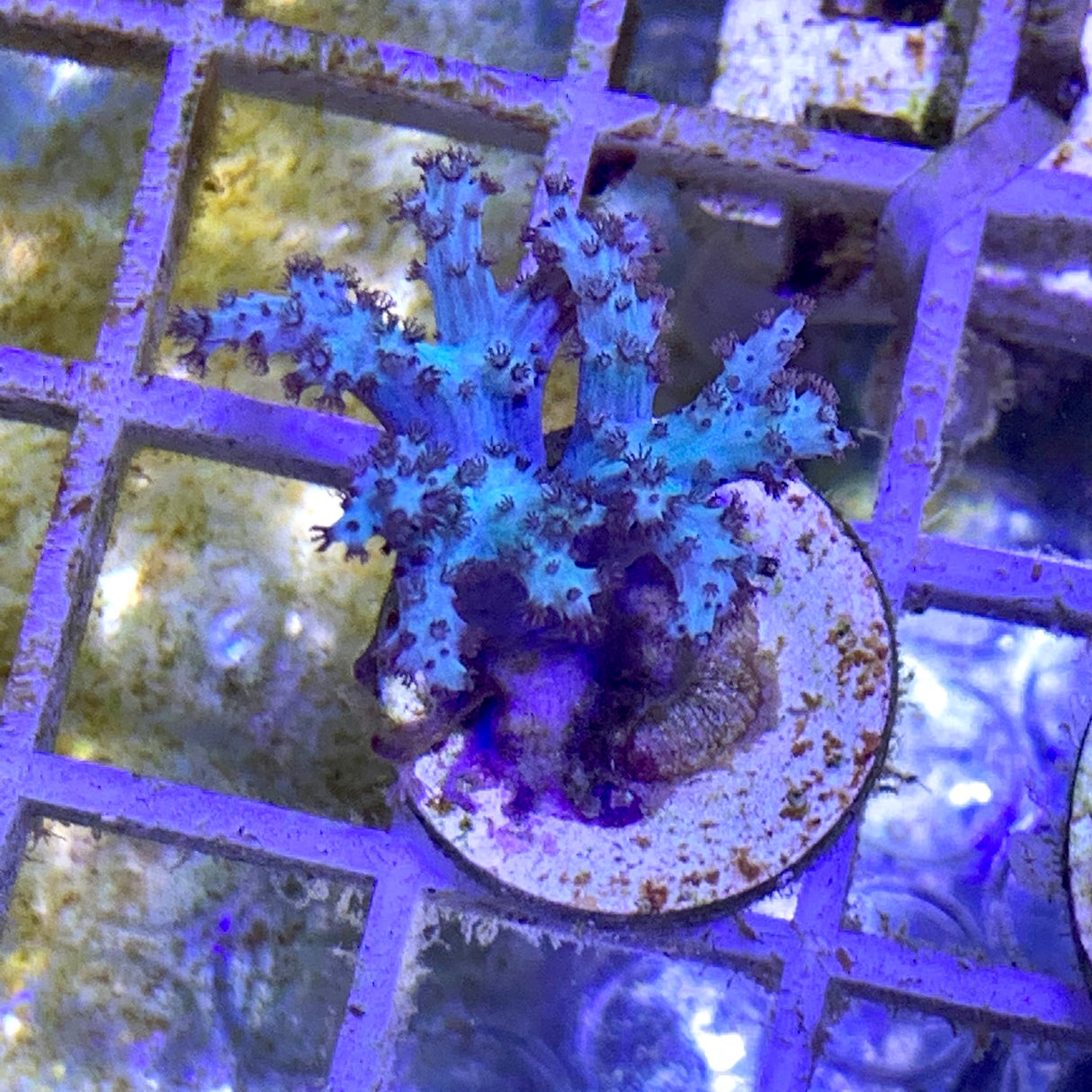 Aqua Blue Sinularia Leather Coral