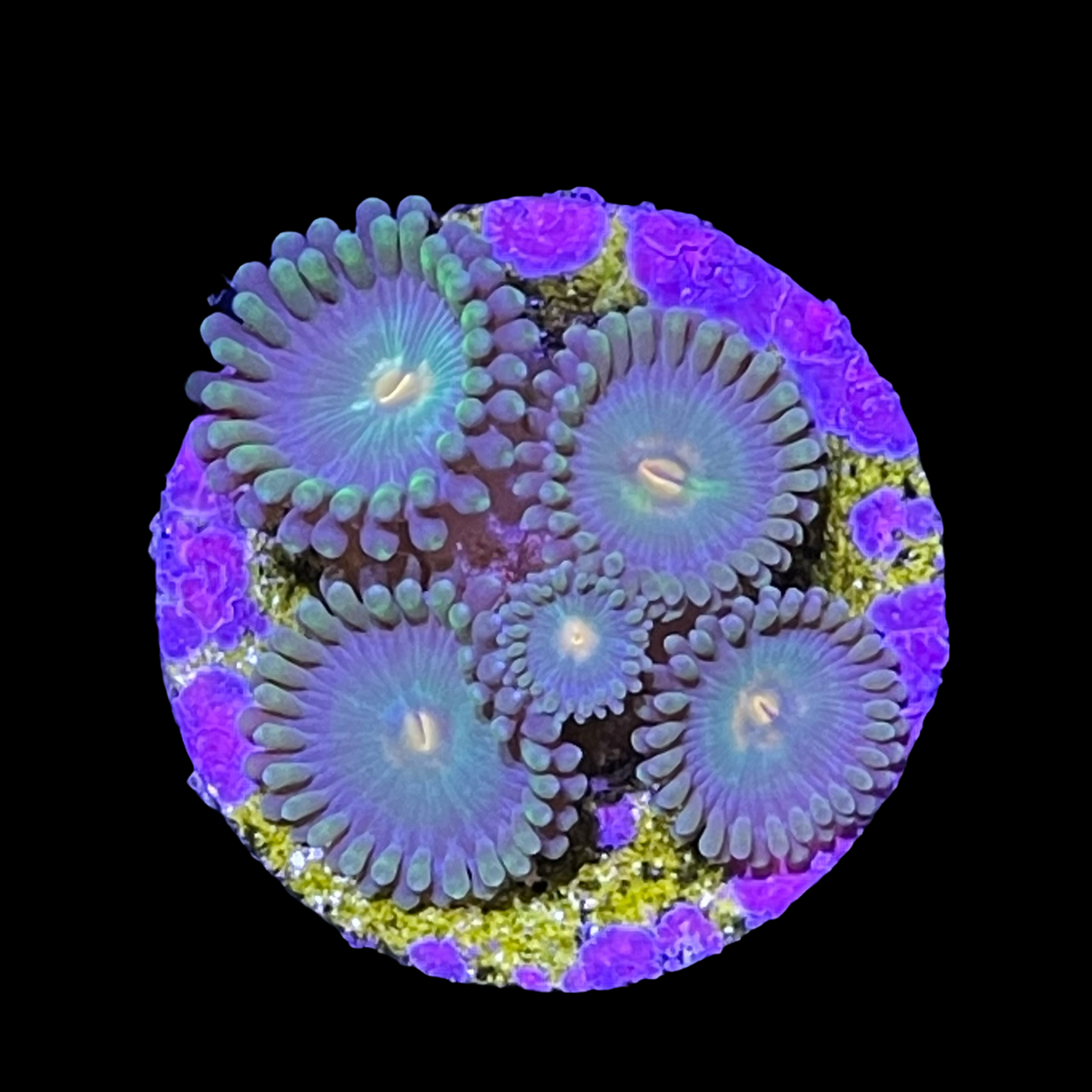 Zoa Frag