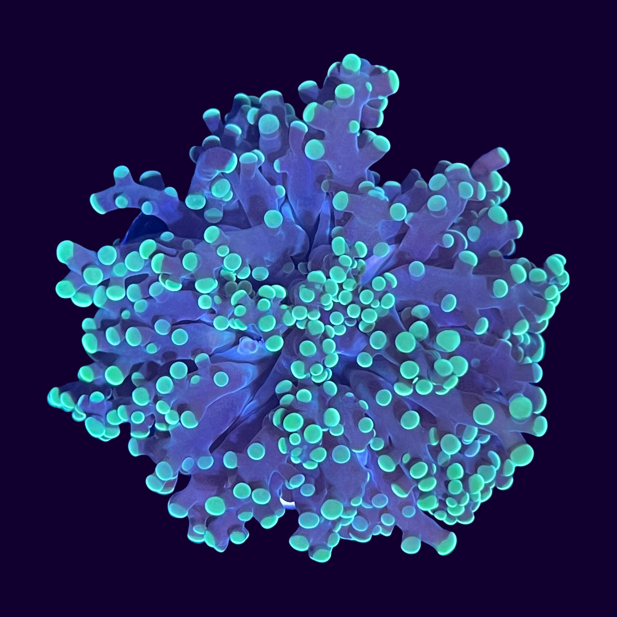 Aquacultured Indonesian Frogspawn Frag